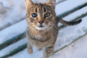 娱乐吃瓜小猫咪视频在线观看,跟随小猫咪一起吃瓜，畅享欢乐时光